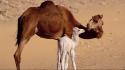 Animals baby camels nature wallpaper