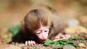 Animals baby monkeys nature wallpaper