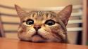 Animals cats depth of field eyes tables wallpaper