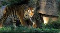 Animals feline nature tigers wildlife wallpaper