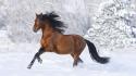 Animals horses mammals racing snow wallpaper