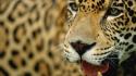 Animals leopards mammals wallpaper