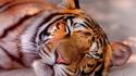 Animals sleeping tigers wild wallpaper