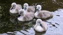 Baby birds swans swimming wallpaper