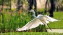 Birds egrets flying great egret herons wallpaper