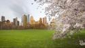 Central park york cherry blossoms meadows sheep wallpaper