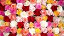 Colors flowers roses wallpaper