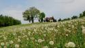 Dandelions fields landscapes nature wallpaper
