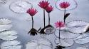 Flowers lotus flower nature water wallpaper