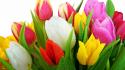 Flowers multicolor tulips white background wallpaper