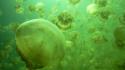 Green jellyfish nature wallpaper
