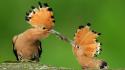 Hoopoe poland birds wallpaper