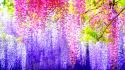 Japan bokeh flowers hanging multicolor wallpaper