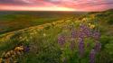 Landscapes nature wildflowers wallpaper