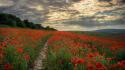 Nature poppies red flowers skyscapes wallpaper