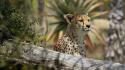Africa animals cheetahs spotted wallpaper