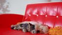 Animals cats couch dogs kittens wallpaper