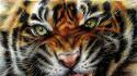 Animals digital art drawings paintings tigers wallpaper