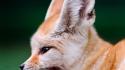 Animals fennec fox foxes wallpaper