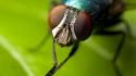 Animals fly insects iridescence macro wallpaper