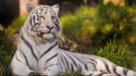 Animals grass tigers tigress white wallpaper