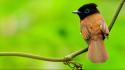 Asian paradise flycatcher animals birds nature wallpaper
