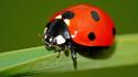 Closeup insects ladybirds wallpaper