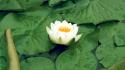 Flowers lily pads lotus flower white wallpaper