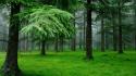 Forests grass green outdoors trees wallpaper
