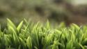 Grass macro nature wallpaper