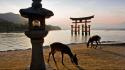Itsukushima shrine japan animals gate shinto wallpaper