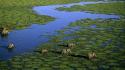 Kenya aerial view animals elephants marsh wallpaper