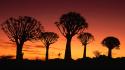 Namibia landscapes silhouettes trees wallpaper