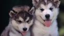 Animals architecture dogs puppies wallpaper