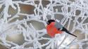 Birds branches bullfinch frost twig wallpaper