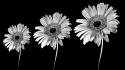 Black and white background flowers wallpaper