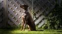 Doberman pinscher animals dogs pets wallpaper
