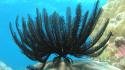 Feather stars sealife underwater wallpaper