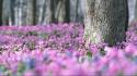 Flowers forests pink trees wildflowers wallpaper
