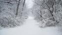 Forests snow trees white widescreen wallpaper