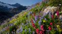 Mount rainier national park washington flowers landscapes wallpaper