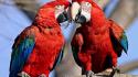 Scarlet macaws birds multicolor nature parrots wallpaper