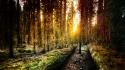 Sun trey ratcliff forests trail woods wallpaper