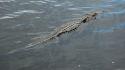 Animals alligators reptiles everglades holiday park wallpaper