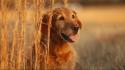 Animals dogs fields wheat golden retriever wallpaper
