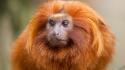 Animals monkeys tamarin wallpaper