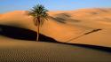 Desert palm trees dunes sahara wallpaper