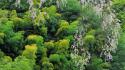Green japan nature trees jungle wallpaper