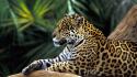 Jaguar In Amazon Rainforest wallpaper