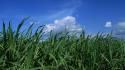 Japan grass skyscapes wallpaper